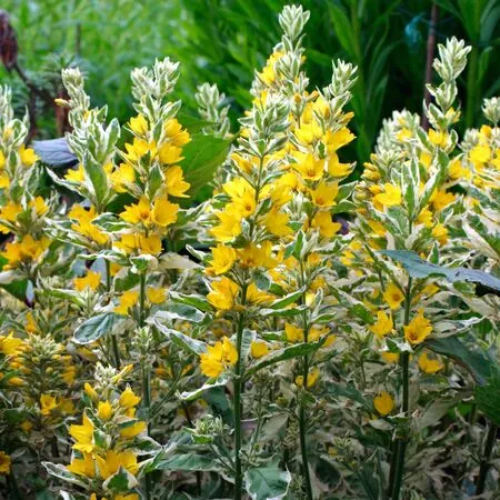 Lysimachia Alexander 3