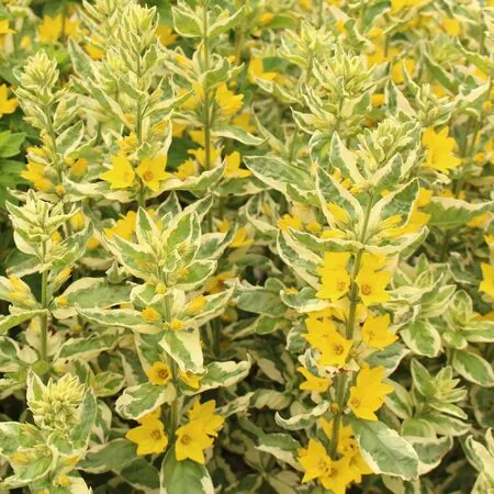 Lysimachia Alexander 4