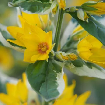 Lysimachia Alexander 6