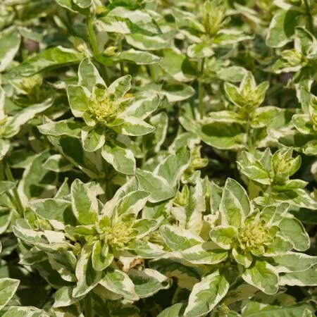 Lysimachia Alexander 7