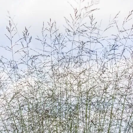 Molinia Karl Foerster 1