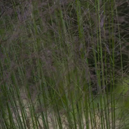 Molinia Karl Foerster 2