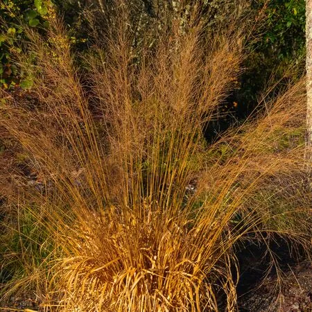 Molinia Karl Foerster 3