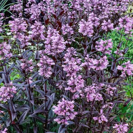 Penstemon Dark Towers 1