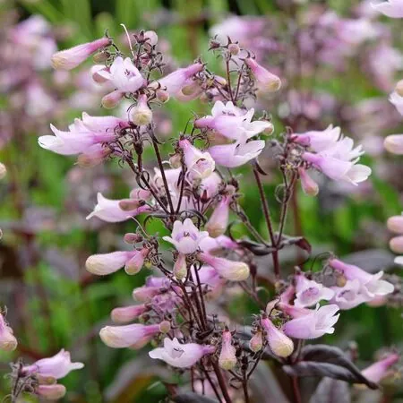 Penstemon Dark Towers 3