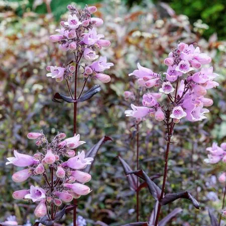 Penstemon Dark Towers 5