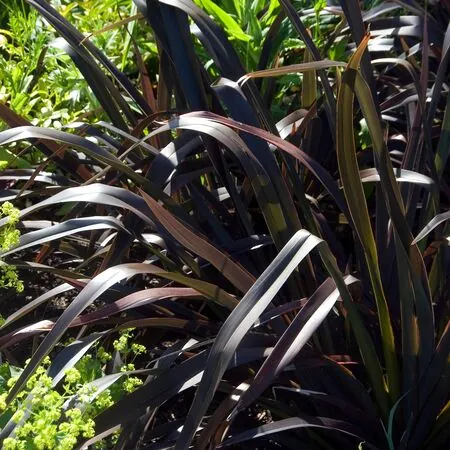 Phormium Platts Black 1