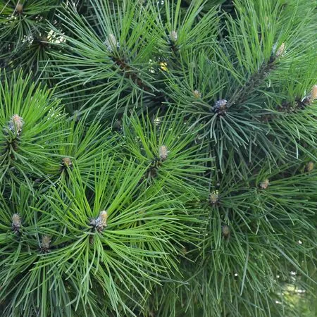 Pinus Mugo Gnom 1
