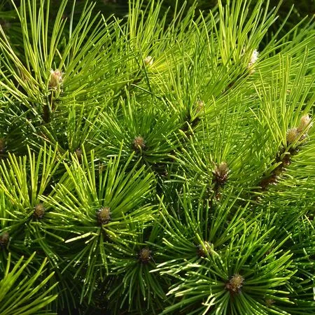Pinus Mugo Gnom 2