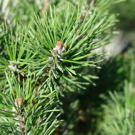 Pinus Mugo Gnom 3