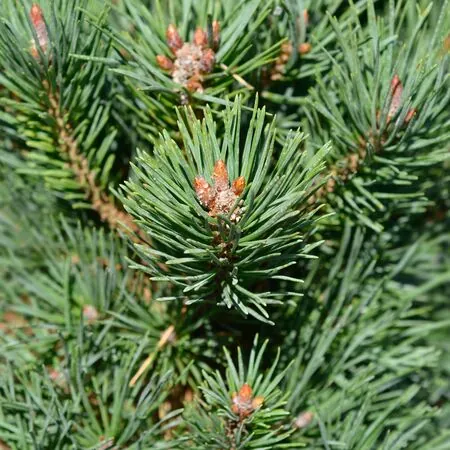 Pinus Mugo Gnom 4
