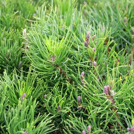 Pinus mugo Pumilio 1