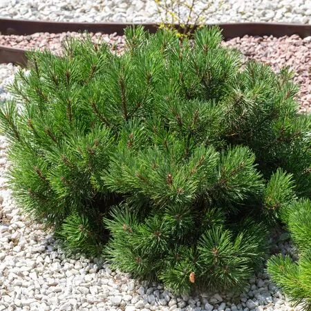 Pinus mugo Pumilio 2
