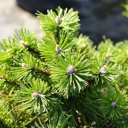 Pinus mugo Pumilio 3