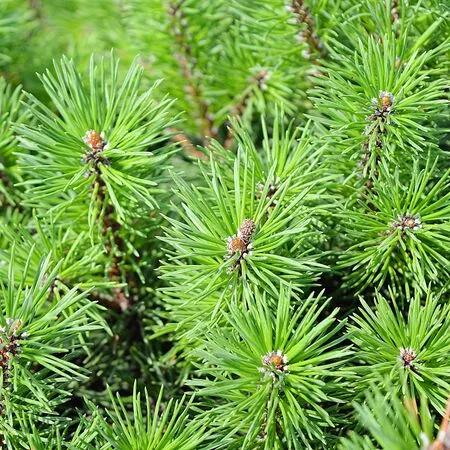 Pinus mugo Pumilio 4