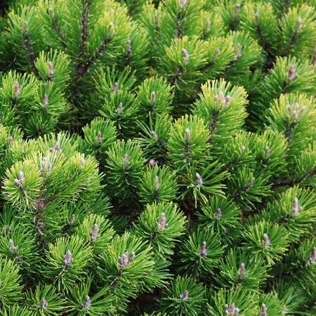Pinus mugo Pumilio 5