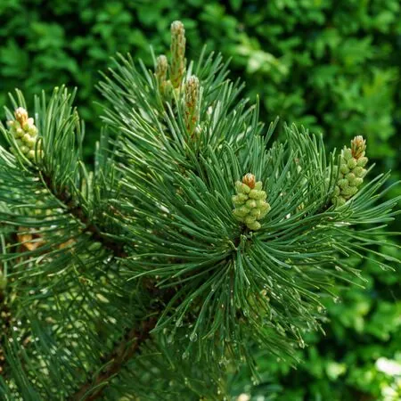 Pinus mugo Pumilio 6