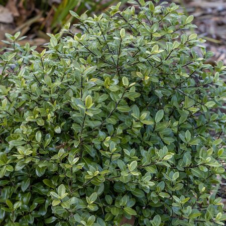 Pittosporum Golf Ball 1