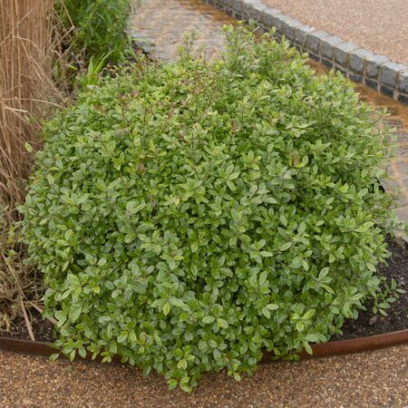 Pittosporum Golf Ball 2