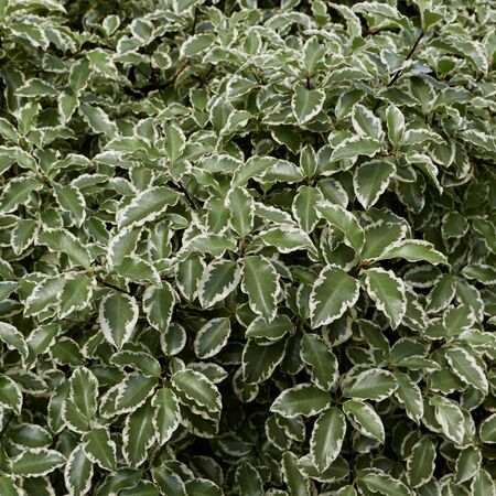 Pittosporum Silver Queen 2