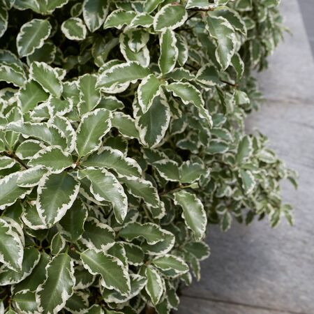 Pittosporum Silver Queen 3