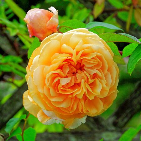 Rosa Amber Queen 3