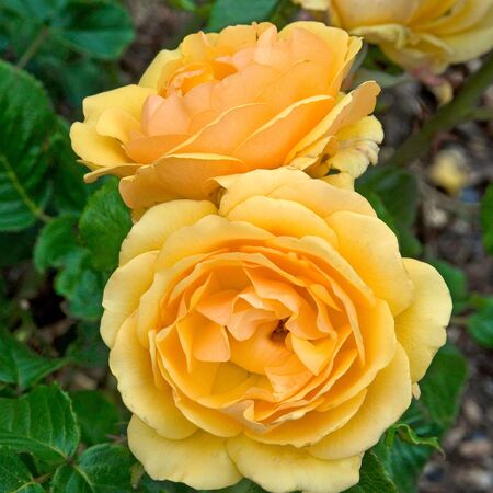 Rosa Amber Queen 4