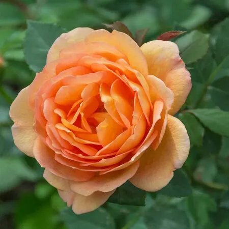 Rosa Lady of Shalott 1