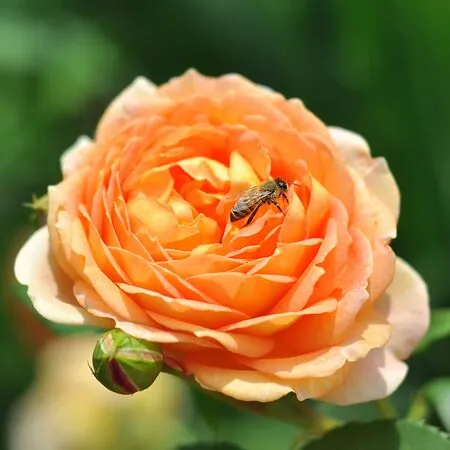 Rosa Lady of Shalott 2