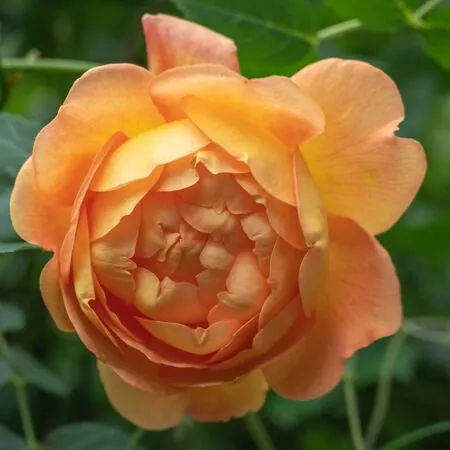 Rosa Lady of Shalott 3