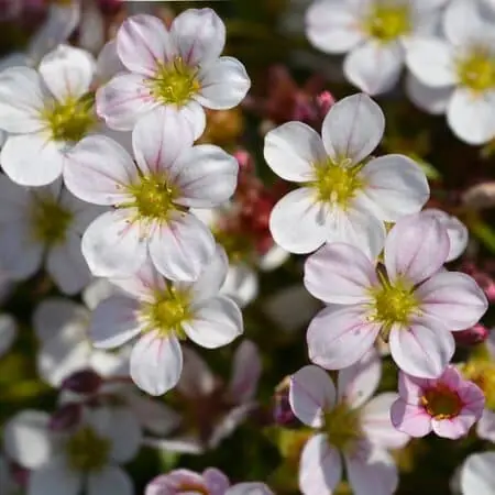 Saxifraga Appleblossom Pixie 1
