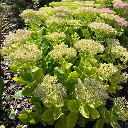 Sedum Brilliant 2