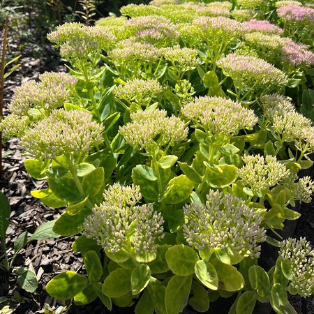 Sedum Brilliant 2