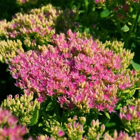 Sedum Brilliant 4
