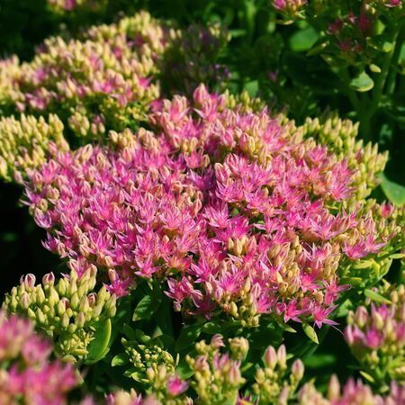 Sedum Brilliant 4