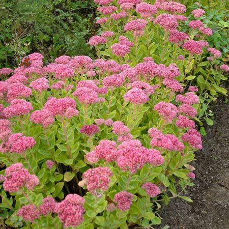 Sedum Brilliant 5