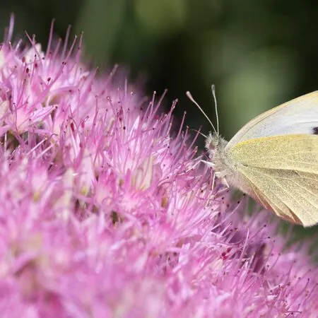 Sedum Brilliant 6