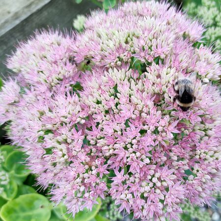 Sedum Brilliant 7