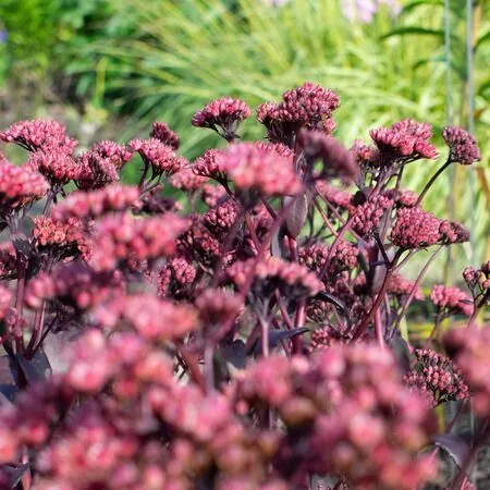 Sedum Purple Emperor 3