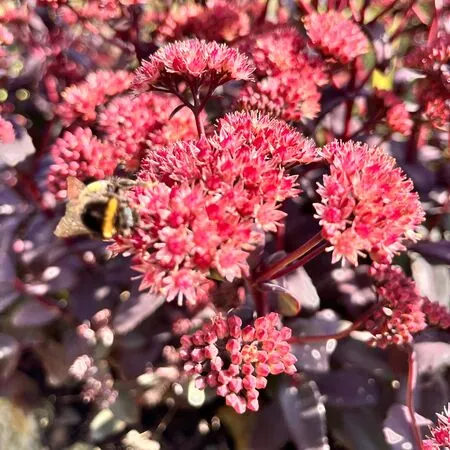 Sedum Purple Emperor 4