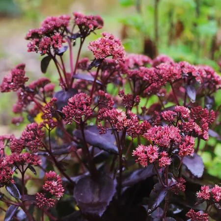 Sedum Purple Emperor 5