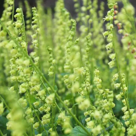 Tellima grandiflora 1