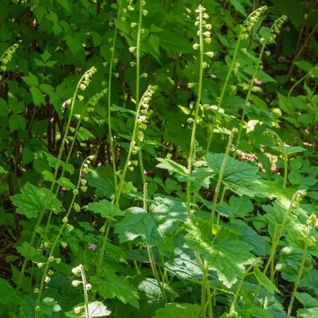 Tellima grandiflora 2