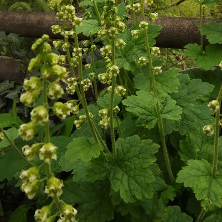 Tellima grandiflora 3