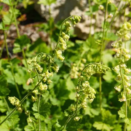 Tellima grandiflora 4