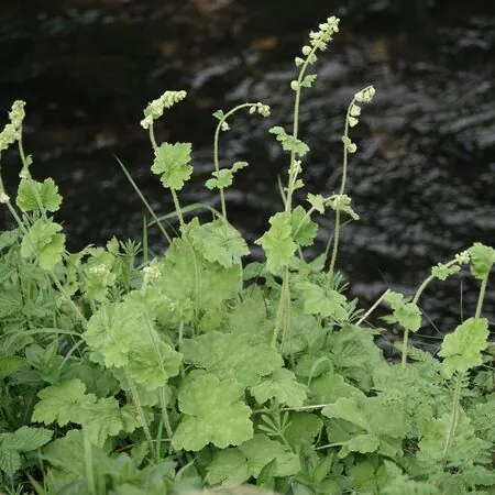 Tellima grandiflora 5