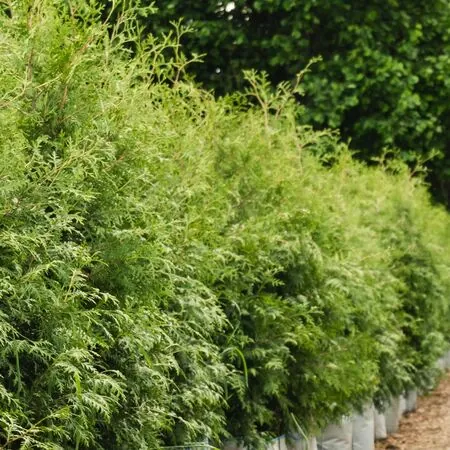 Thuja Brabant 2