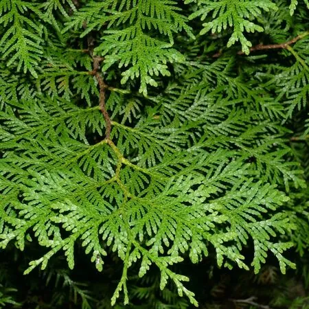 Thuja Brabant 3