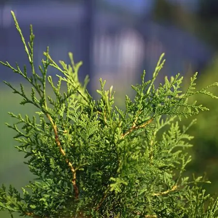 Thuja Brabant 4