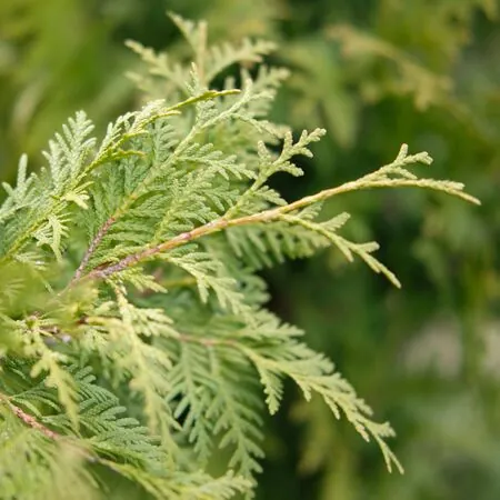 Thuja Brabant 1